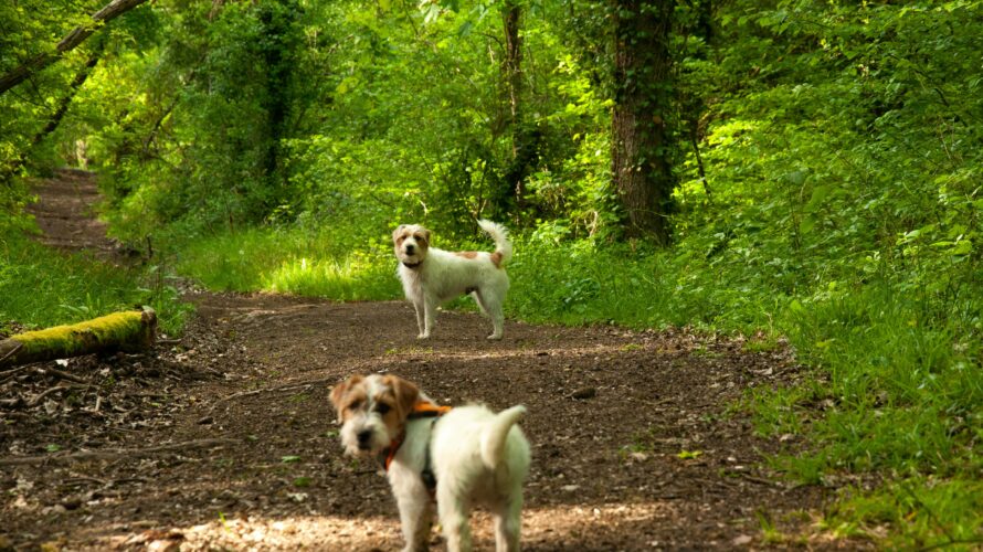コラボイベント「愛犬が教えてくれる家族関係」
